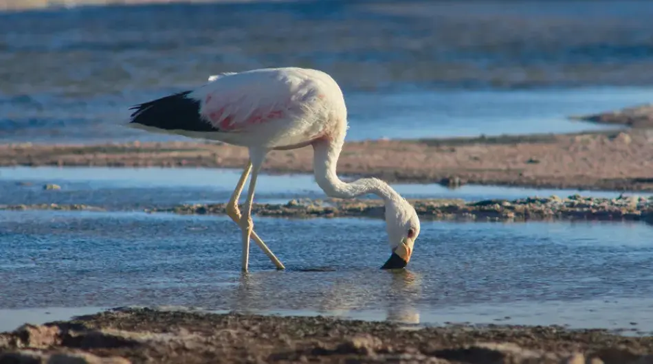 Closeup of a flamingo drinking water in atacama desert lagoon