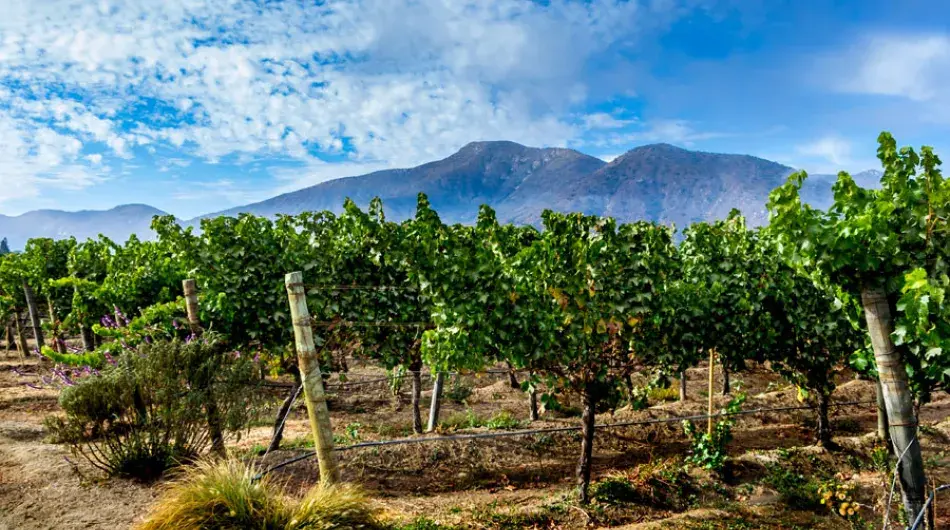 Casablanca valley vineyard with mountain in the background