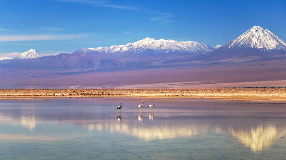 Atacama desert Chaxa lagoon with snowy mountains and flamingos