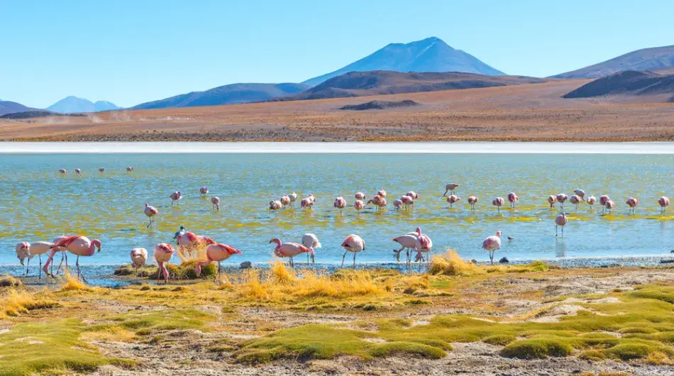 Chilean hedionda desert lake with flamingos, Atacama Chile