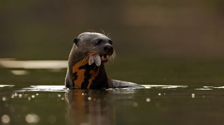 Giant otter eating fish