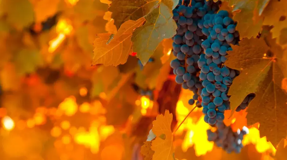 Bunch of blue grapes closeup and orange foliage