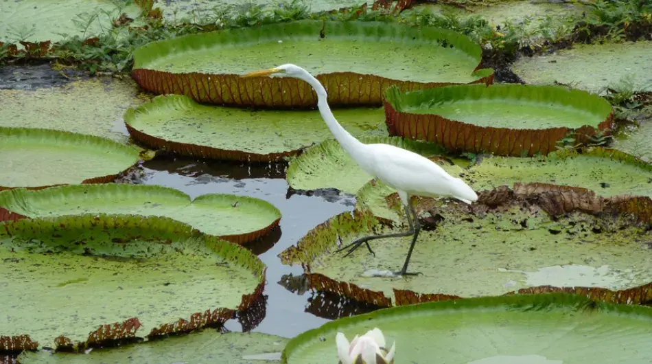 Great egret standing on aquatic plants