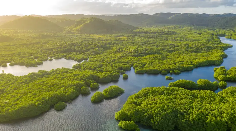 Amazon forest aerial view