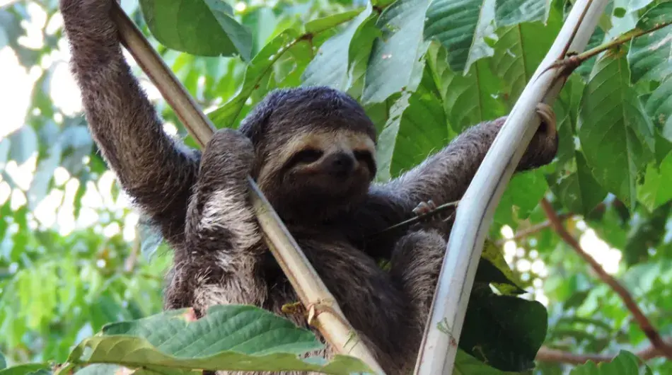 Amazon sloth