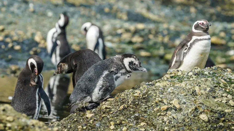 Magellans penguins