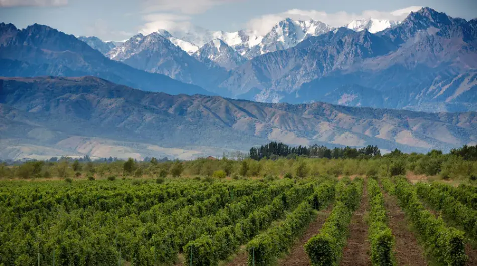 Maipu valley vineyard panorama with snowy mountains