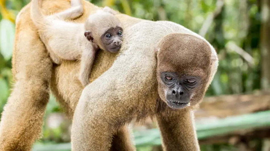 Amazon monkey carrying his child