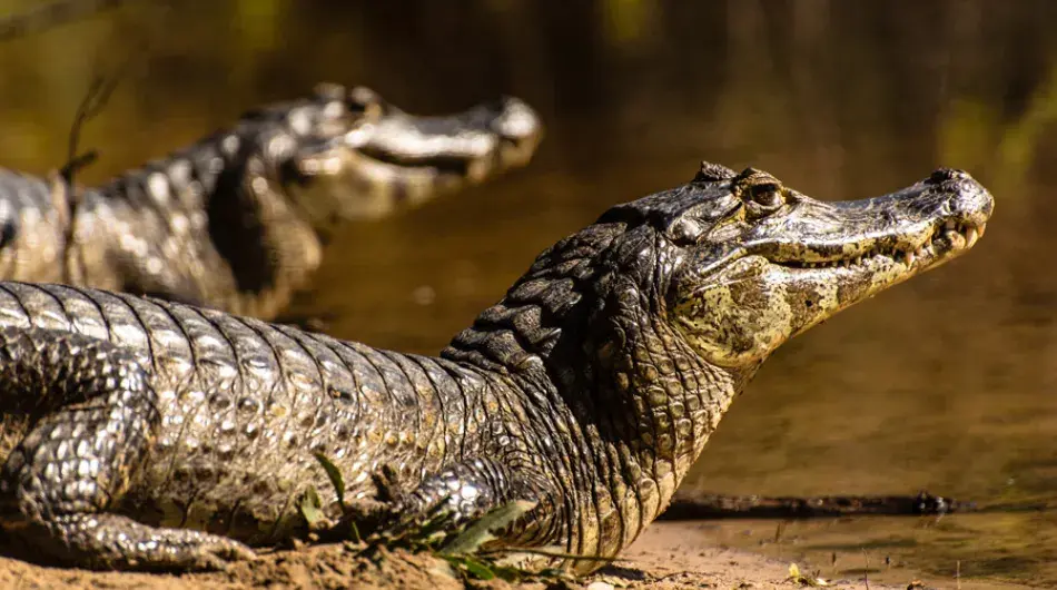Two caimans, Brazil
