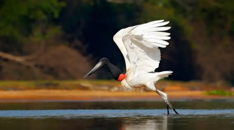 Pantanal white and black stork