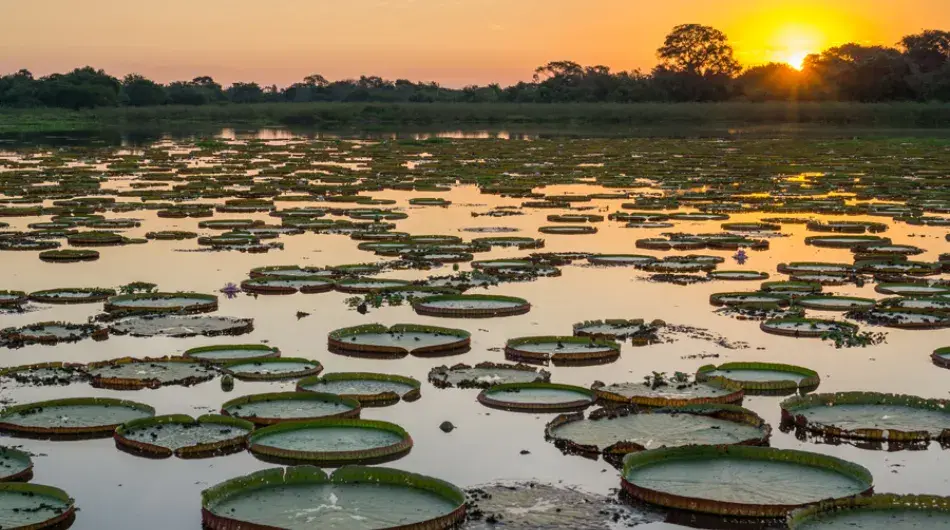 Pantanal sunset with aquatic plants