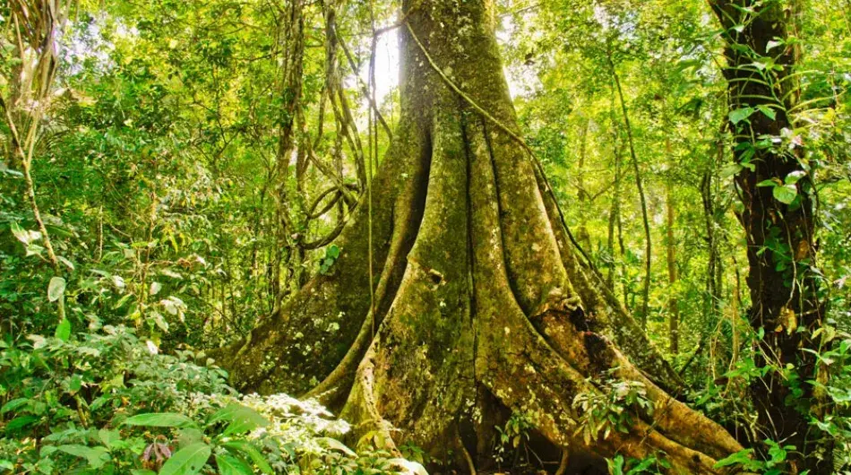 Amazon jungle ceiba tree
