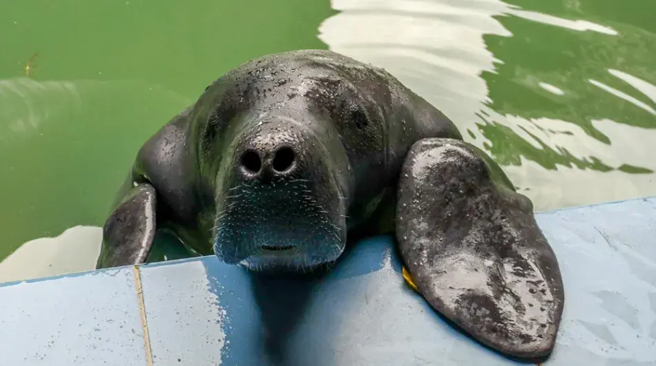 Trichechus inunguis amazon manatee