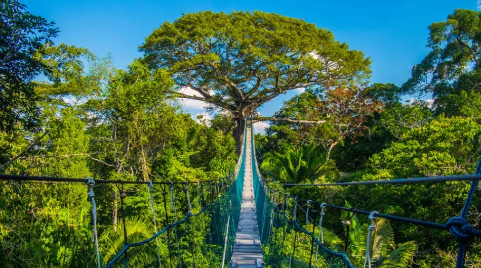 Amazon Rainforest Canopy walk, Peru