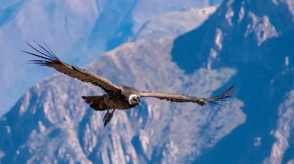 Andean great condor flying wings wide open