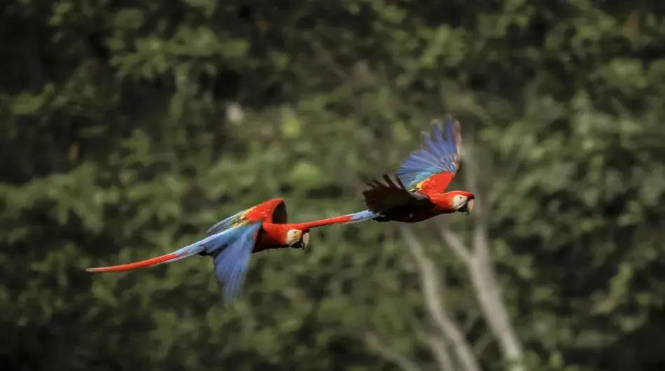 Two red and blue macaws flying over green canopy