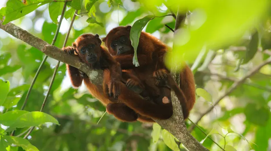 Two red howler monkeys perched on a branch in leafy decor