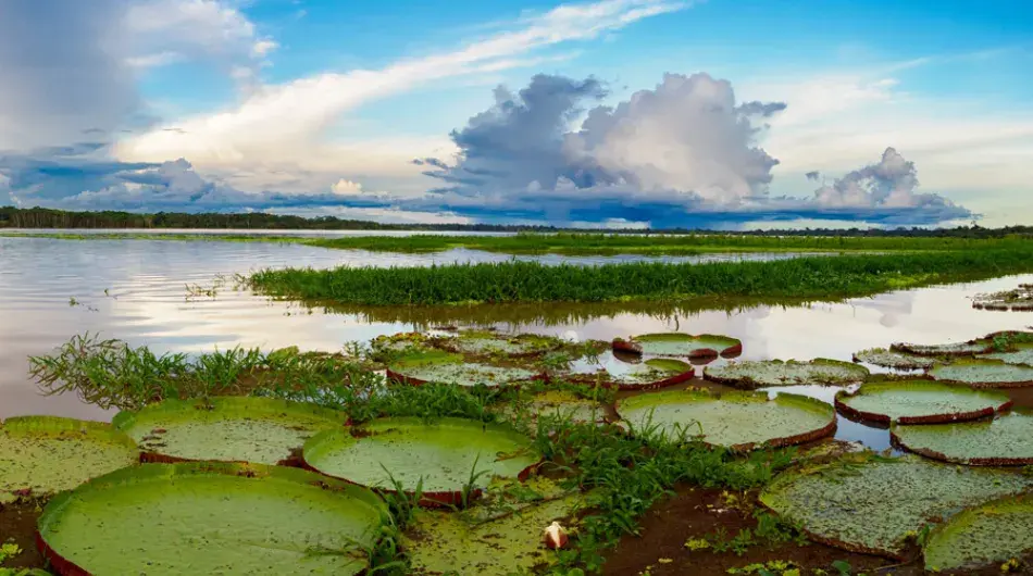 Victoria amazonica giant aquatic plant