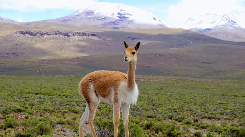 Andean wild vicuna with snowy mountain peak in background