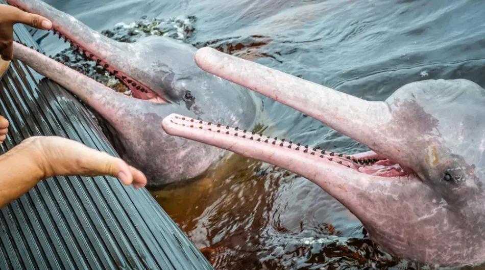 Amazon river pink dolphins