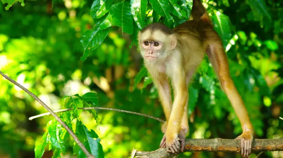 Capuchin monkey