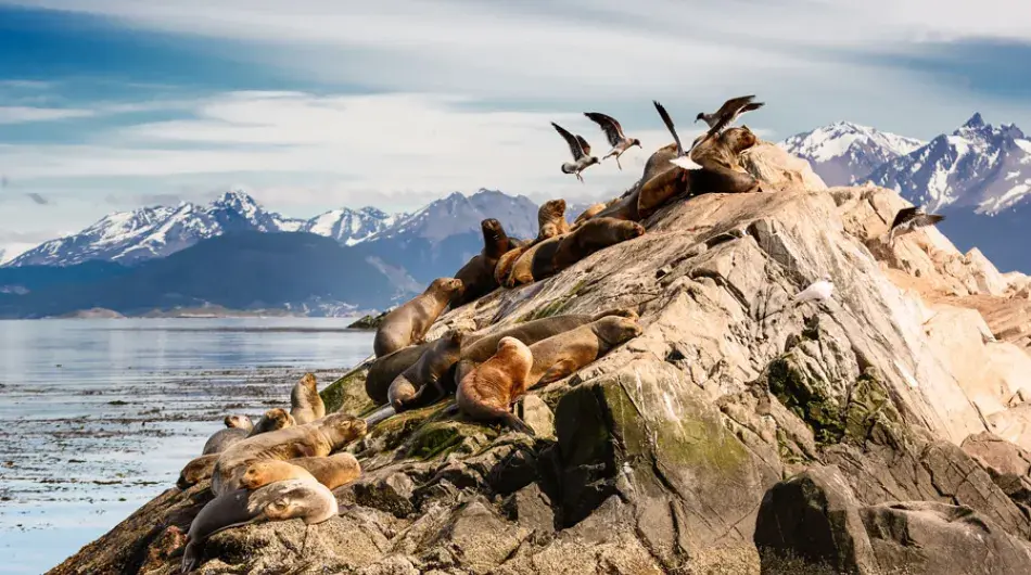 Beagle channel seals and birds on a rock