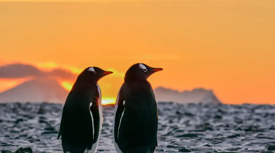 Couple of adelie penguins at sunrise in Antarctica