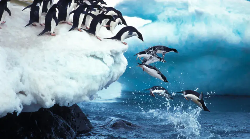 Adelie penguins jumping off iceberg
