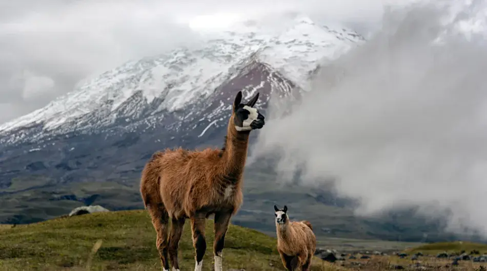 Alpacas with snowy mountain
