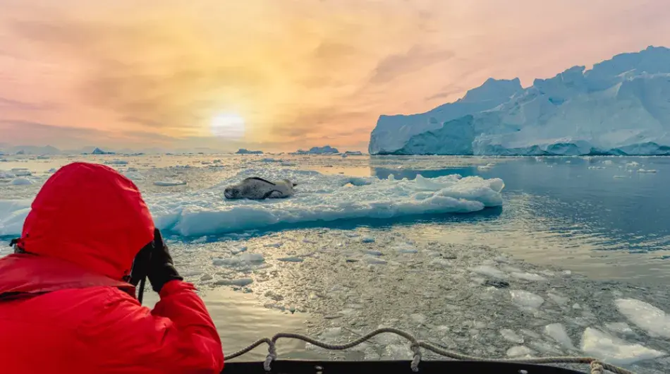 Tourist in a zodiac taking picture of leopard seals in Antarctica