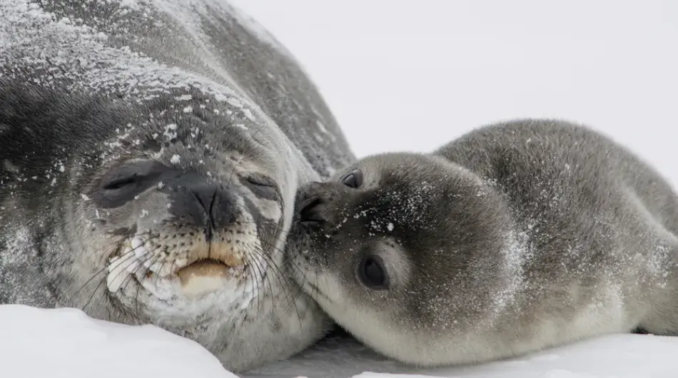 Mother crabeater seal with pup nozzling
