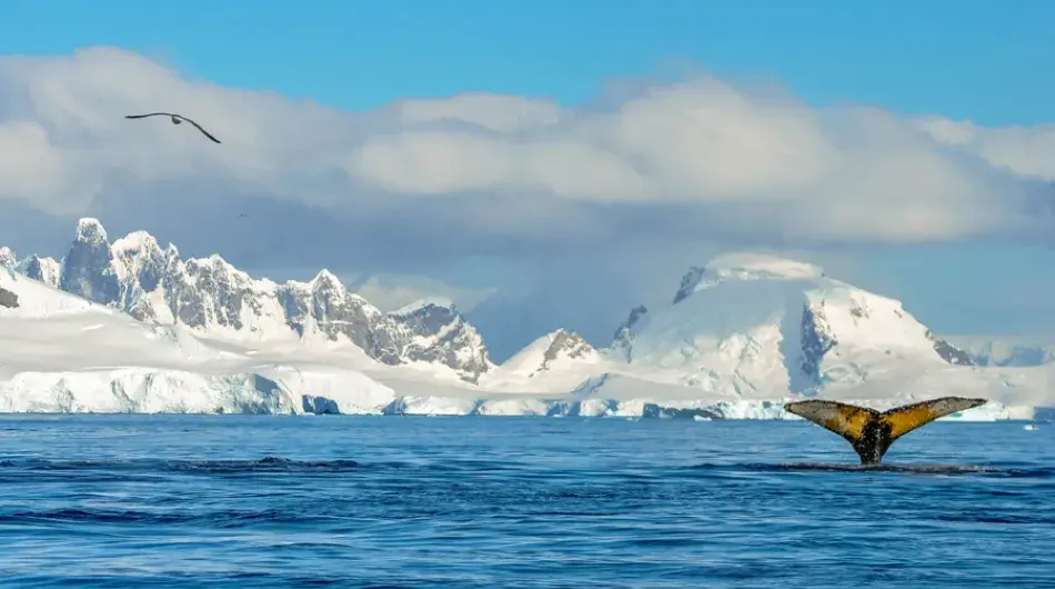 Whale tale in Antarctica landscape