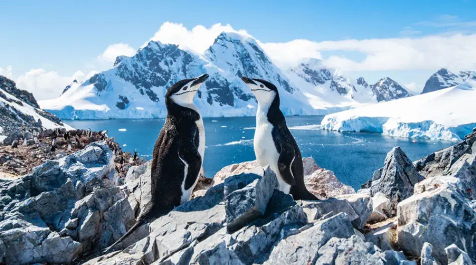 Two chinstrap penguins on rocks in Antarctica