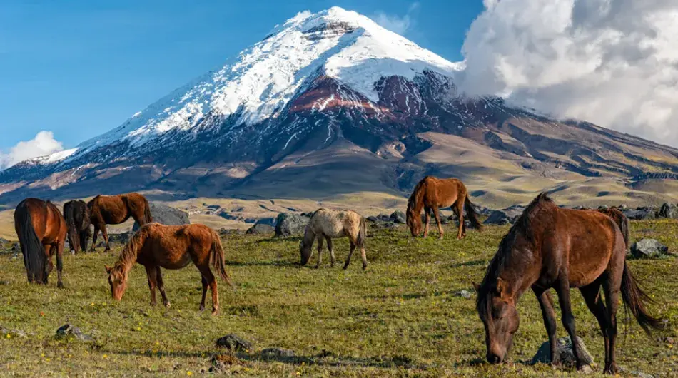 Cotopaxi volcano with grazing horses