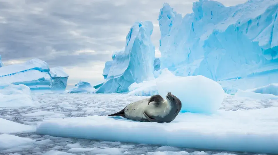 Crabeater on a iceberg