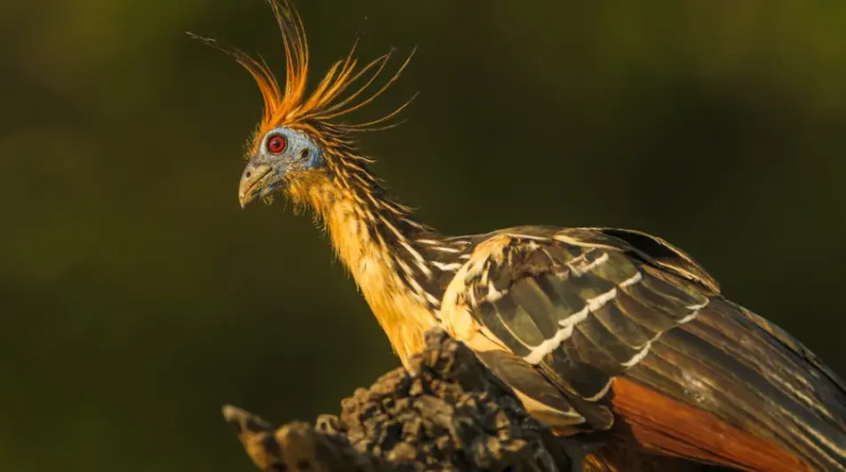 Hoatzin closeup, Ecuador