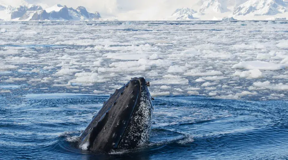 Humpback whale surfacing just tip of mouth in brash ice in Antarctica