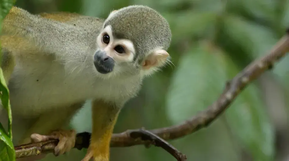 Amazon squirrel monkey, Ecuador