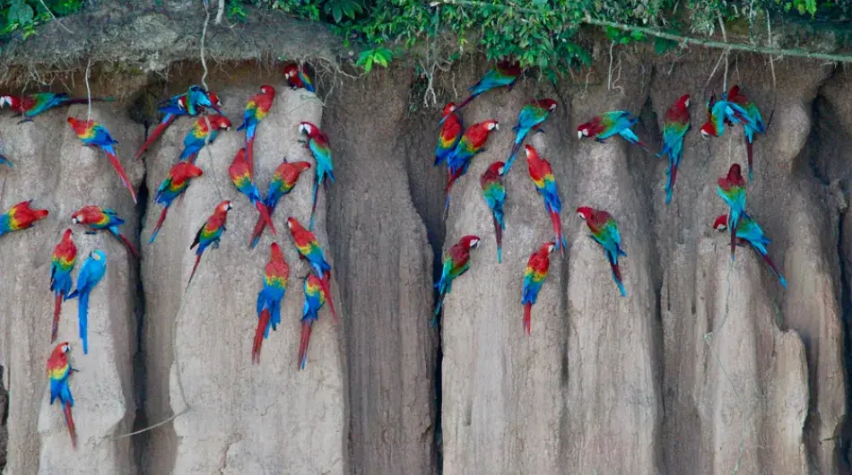 Macaw clay lick, Ecuador