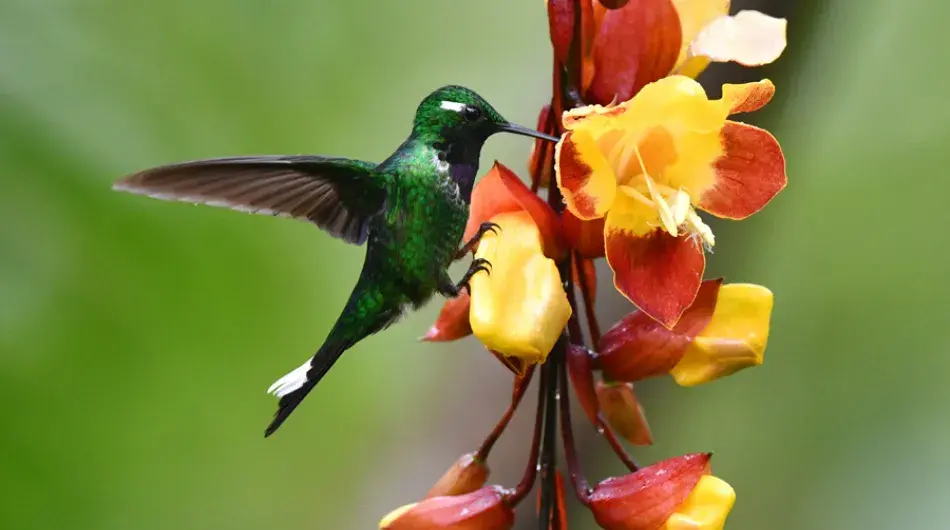 Green hummingbird feeding on yellow and red flowers