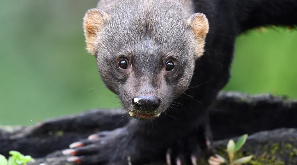 Tayra weasel face closeup