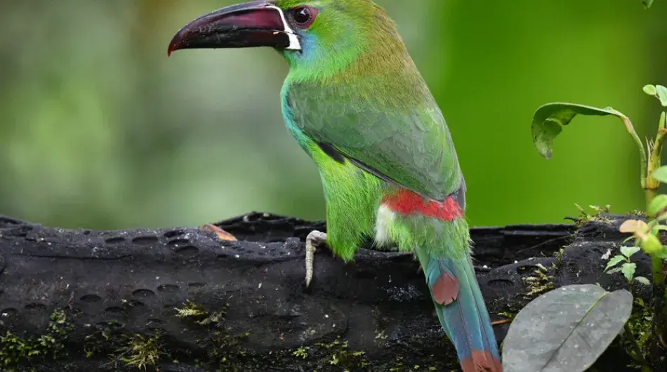 Andean green toucan