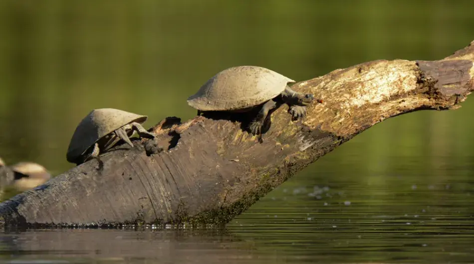 Turtles on a branch in Napo river