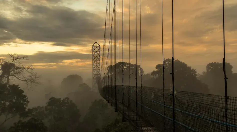 Jungle canopy bridge at sunset