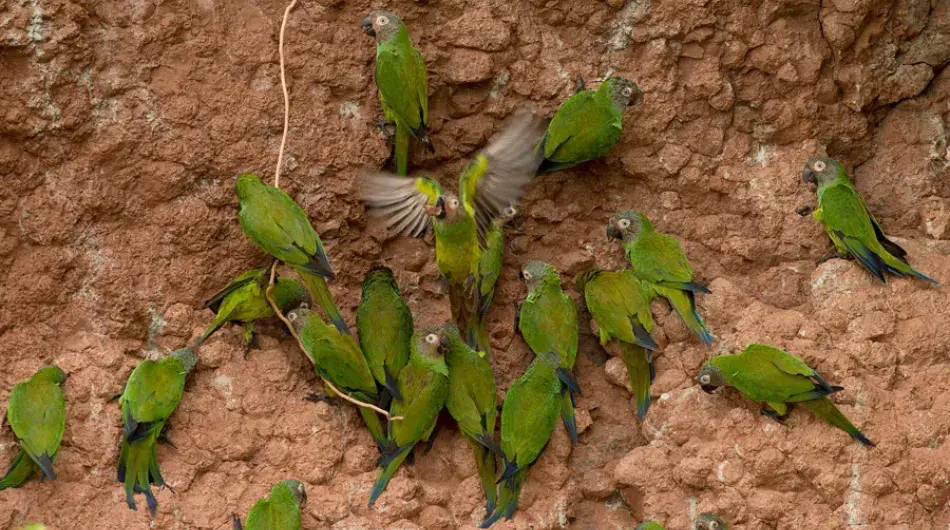 Parrot clay lick with green parrots