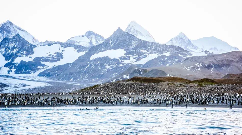 Massive penguin colony in South Georgia island
