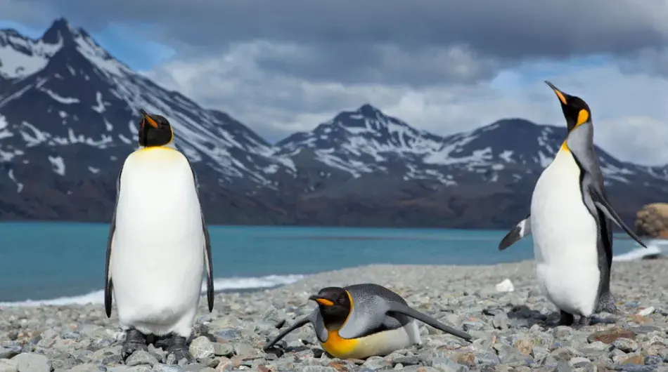 King penguins in South Georgia