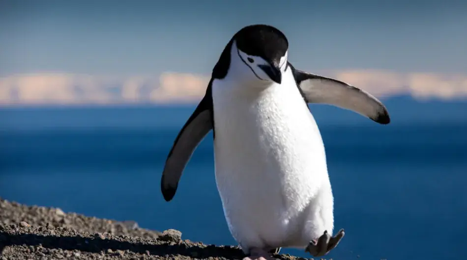 Chinstrap penguin closeup