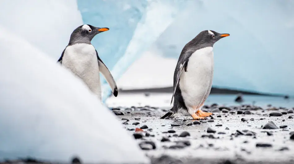 South Shetland islands Gentoo penguins