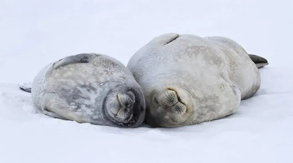 Weddell Seal and pup in Antarctica